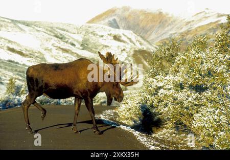 Bull Alose - in velluto - strada di attraversamento Foto Stock