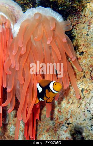 Anemone Fish - illeso tra tentacoli di anemone marino Foto Stock