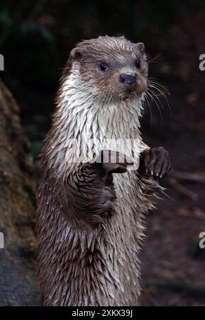 Lontra europea Foto Stock