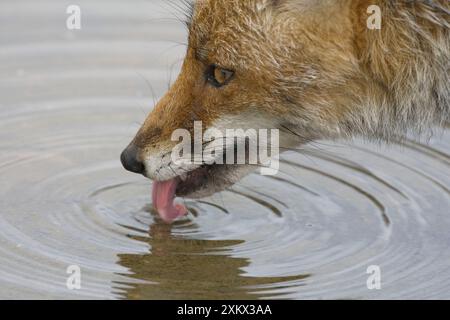 Femmina Red Fox - bere Foto Stock