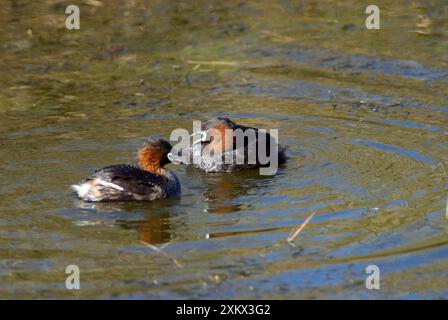 Little Grebe / Dabchick coppia di corteggiatori. Foto Stock