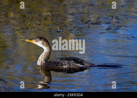 Cormorano a coda lunga/reed. Foto Stock