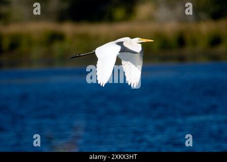 Great Egret / Great White Egret in volo Foto Stock