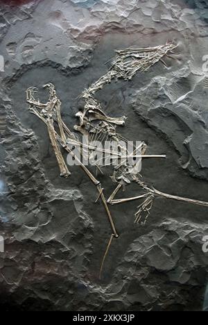 Pterosauro - rettile volante fossile Foto Stock