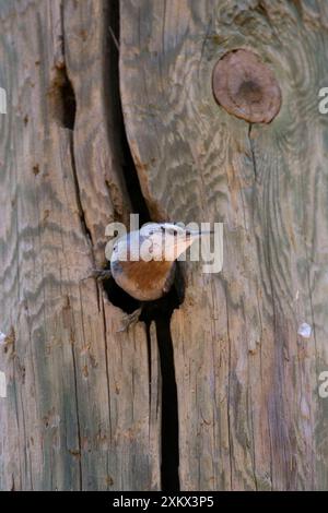 Krupers Nuthatch al nido Foto Stock