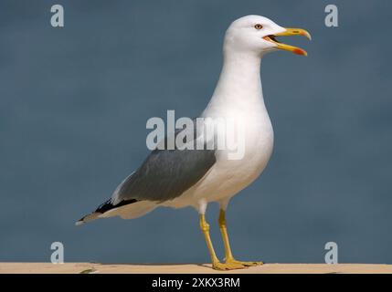 Gabbiano a gambe gialle per adulti/gabbiano caspico Foto Stock