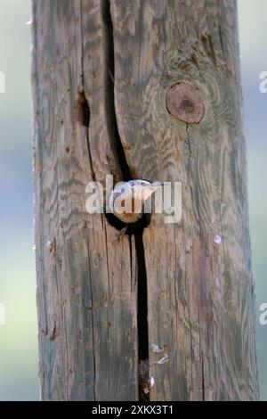 Krupers Nuthatch al nido della Turchia meridionale maggio Foto Stock