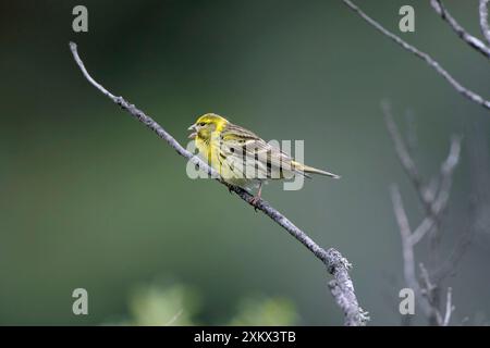 Serin maschio adulto che canta sul territorio Foto Stock