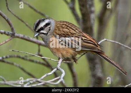 Rock Bunting maschile per adulti Foto Stock