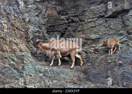 Barbary Sheep e Kid Foto Stock