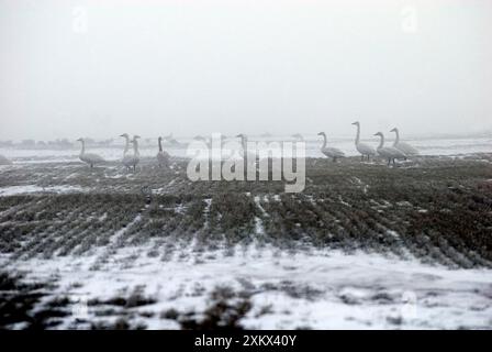 Whooper Swans - nella nebbia Foto Stock