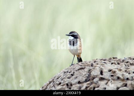 Wheatear con tetto - su un tumulo di termiti. Foto Stock
