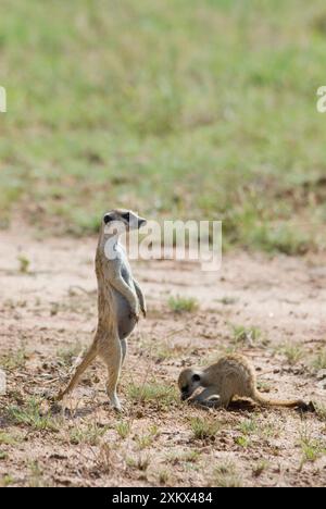 Suricate / Meerkat Sentinel con scavo per giovani. Foto Stock