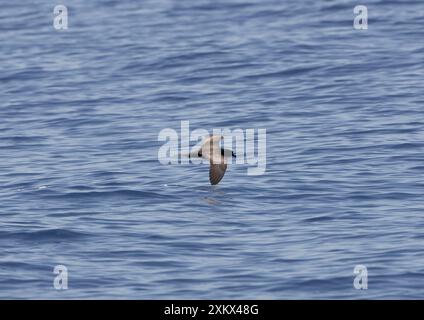 La Petrel di Bulwer, in volo sul mare Foto Stock