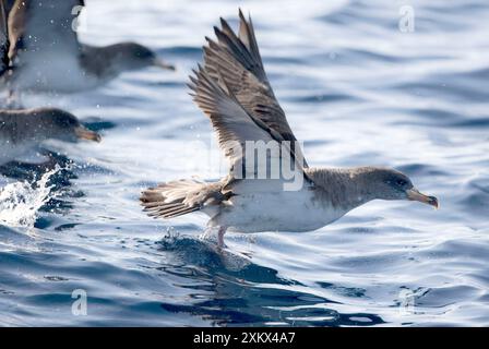 Cory sta decollando Shearwaters. Foto Stock