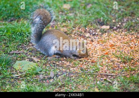 Scoiattolo grigio - mangiare semi di uccelli coperti di peperoncino Foto Stock