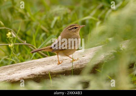 La parula di Radde è vagabonda Foto Stock