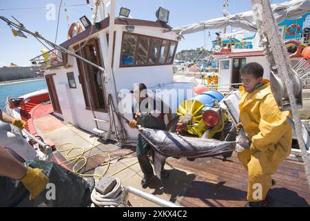 Pescatori che scaricano e pesano le loro catture Foto Stock