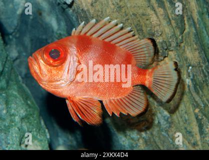 Braccio di ferro Catalufa / "Big Eye" Foto Stock