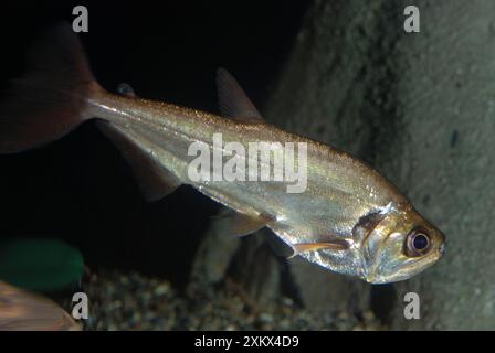 Pesce a denti di sciabola Foto Stock