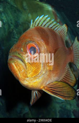 Braccio di ferro Catalufa / "Big Eye" Foto Stock