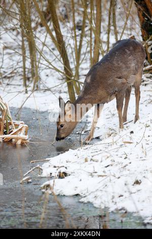 Roe Deer - donna che mangia in uno stagno ghiacciato Foto Stock