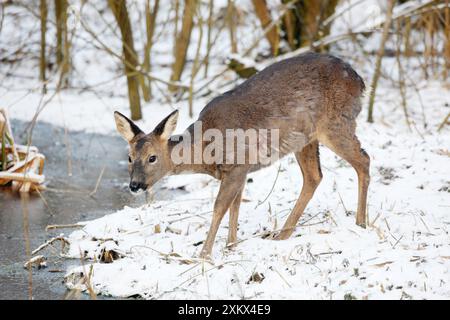 Roe Deer - donna che mangia in uno stagno ghiacciato Foto Stock