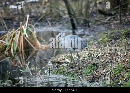 Heron grigio - rospo comune delle catture giovanili (Bufo bufo) Foto Stock