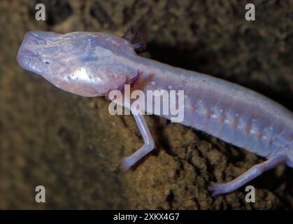 Salamandra della grotta cieca del Texas Foto Stock