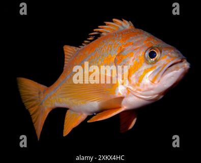 Copper Rockfish - costa del Pacifico orientale e alghe Foto Stock