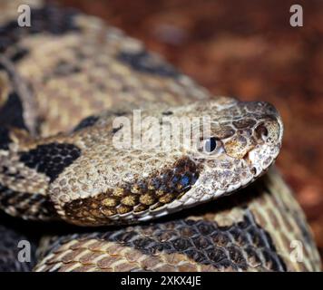 Dusky Pigmy Rattlesnake Foto Stock