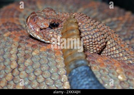 L'isola di Aruba Rattlesnake Foto Stock