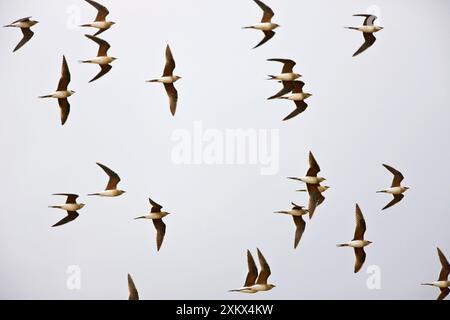 Pratincole con colletto - si radunano in volo Foto Stock