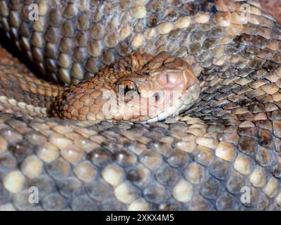 L'isola di Aruba Rattlesnake Foto Stock