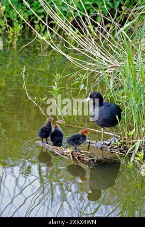 Coot - con pulcini appena nati Foto Stock