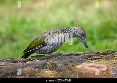 Green Woodpecker - giovani sondaggi con la lingua Foto Stock