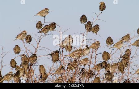 Passeri spagnoli - gregge nel cespuglio Foto Stock