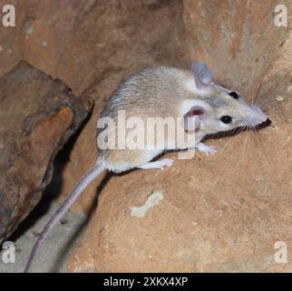 Topo spinoso Foto Stock