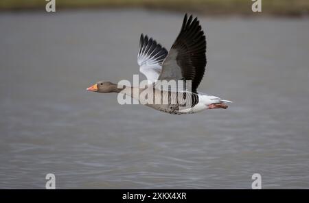 Greylag Goose - in volo sull'acqua Foto Stock