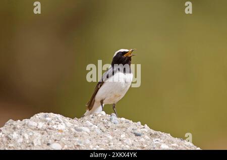 Finschs Wheatear - uomo adulto Foto Stock