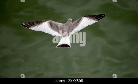 Sabines Gull - giovane vagabondo in volo Foto Stock