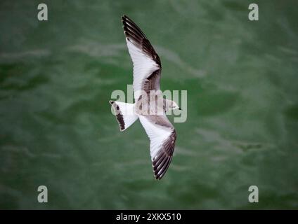 Sabines Gull - giovane vagabondo in volo Foto Stock