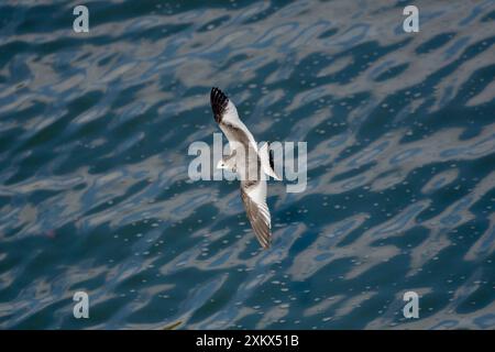 Sabines Gull - giovane vagabondo in volo Foto Stock