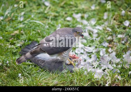 Sparrowhawk - donna che si nutre di un piccione Foto Stock