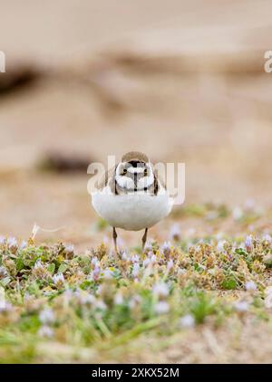 Piccolo Plover inanellato su faggio tra i fiori primaverili Foto Stock