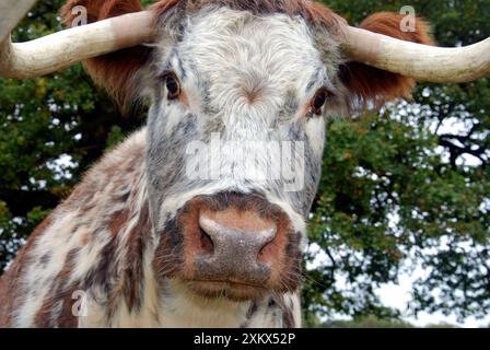 Vecchio bestiame inglese Longhorn - usato per la conservazione Foto Stock