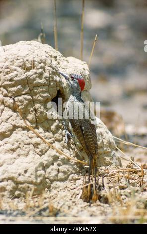 Picchio a macchie fini Foto Stock