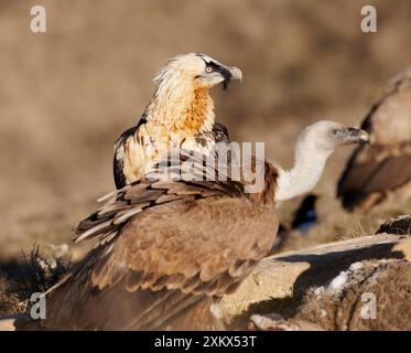 Lammergeier / Avvoltoio con barba - adulti con Avvoltoio grifone Foto Stock