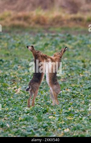 Brown Hares - due pugilati Foto Stock