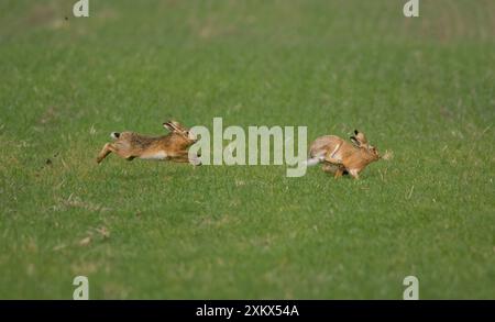 Brown Lepre maschio che insegue una donna Foto Stock